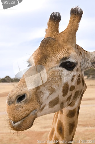 Image of giraffe up close