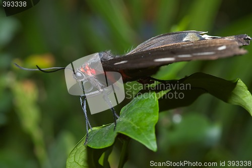 Image of butterfly