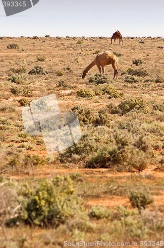 Image of camels in the desert