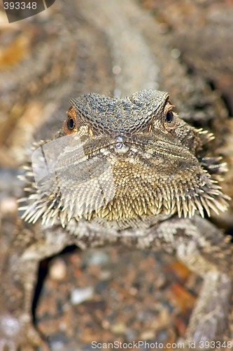 Image of lizard looking into camera