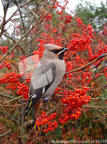 Image of Waxwing