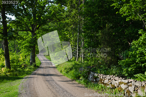 Image of Gravel road in a green deciduous forest