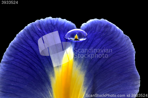 Image of Iris Macro Dew Drops