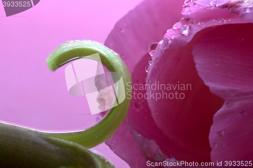 Image of Pink Tulip Macro