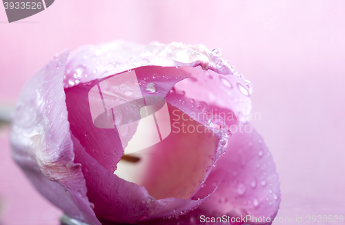 Image of Pink Tulip Macro