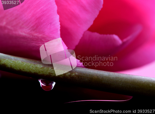 Image of Pink Tulip Macro