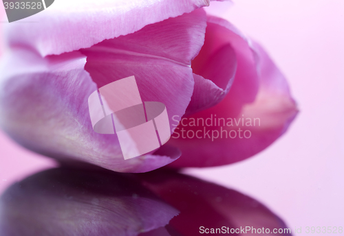 Image of Pink Tulip Macro