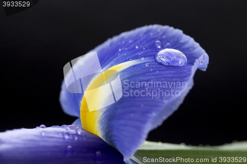 Image of Iris Macro Dew Drops