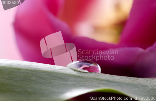 Image of Pink Tulip Macro