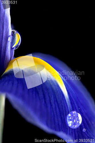 Image of Iris Macro Dew Drops