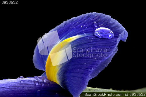 Image of Iris Macro Dew Drops