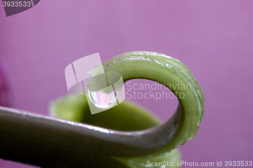 Image of Pink Tulip Macro