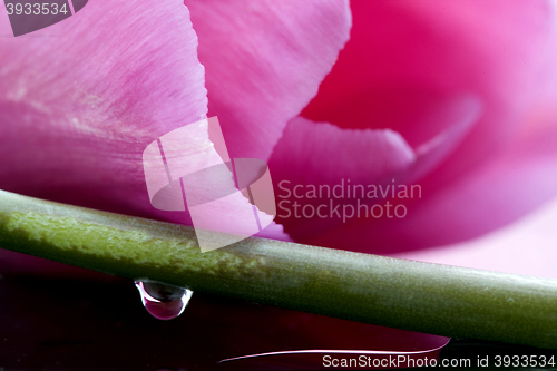 Image of Pink Tulip Macro