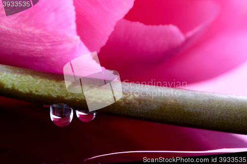 Image of Pink Tulip Macro