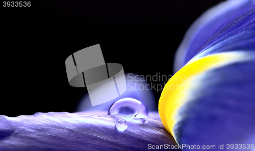 Image of Iris Macro Dew Drops