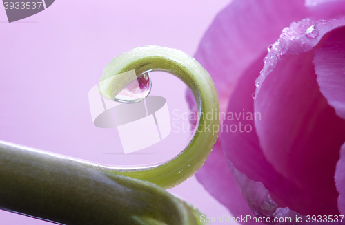 Image of Pink Tulip Macro