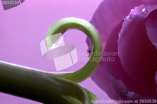 Image of Pink Tulip Macro