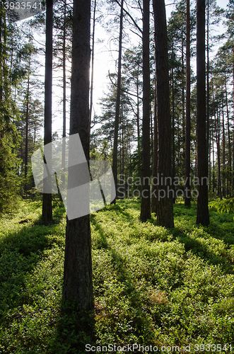 Image of Green shiny forest