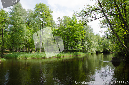 Image of Spring by a small river