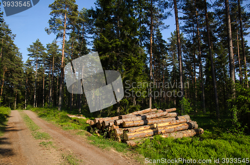 Image of Timber stack in a green forest