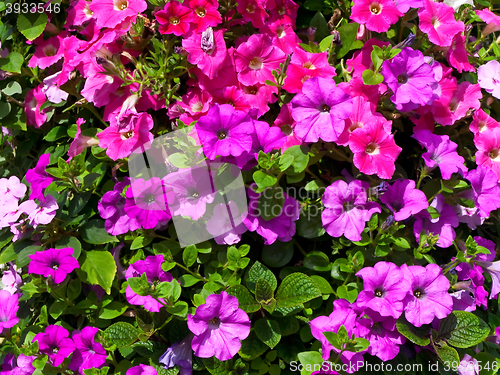 Image of Pink Flowers