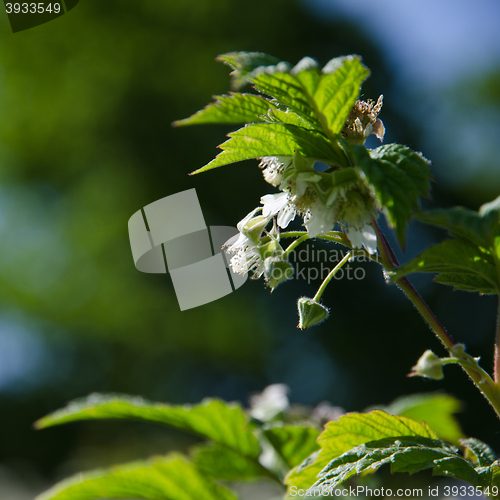 Image of Raspberry flowers and buds