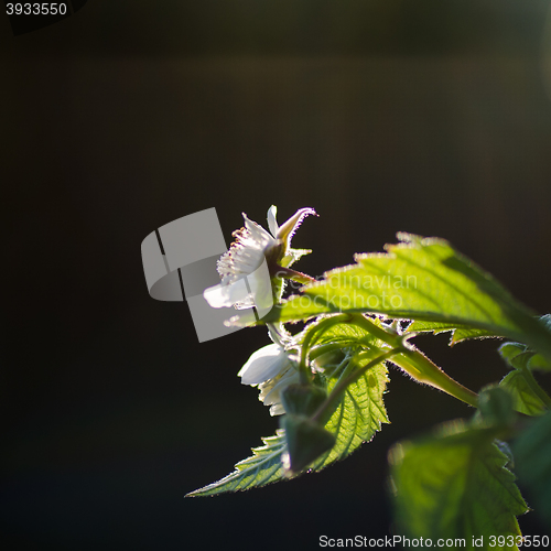 Image of Raspberry flower closeup