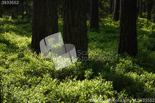 Image of Shiny blueberry bushes