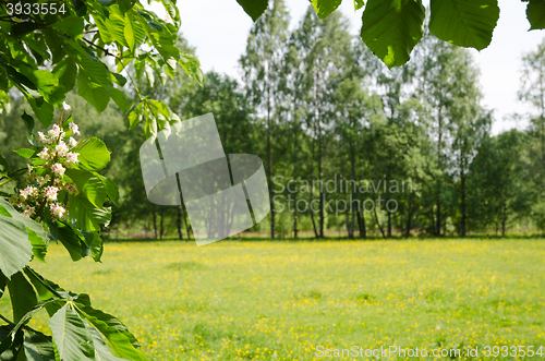 Image of Chestnut flower by a green field