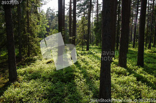 Image of Pine tree forest with fresh green ground