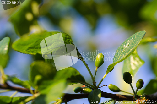 Image of Closeup of a small unripe plum