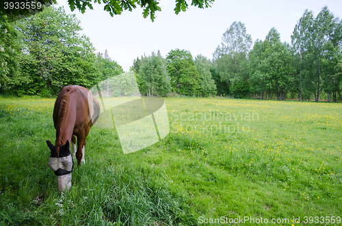 Image of Grazing horse with covered face