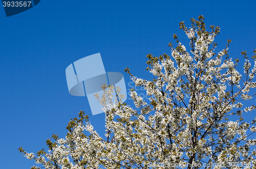 Image of White cherry blossom