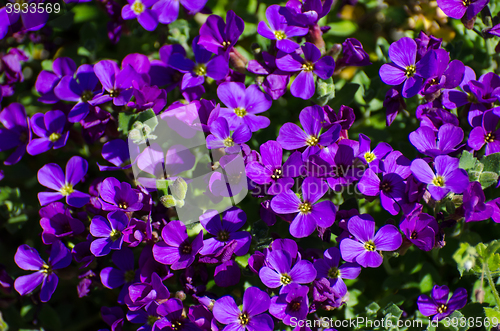 Image of Beautiful blue flowers