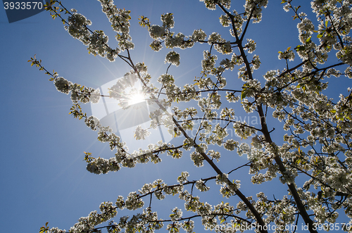 Image of Sunshine at cherry blossom