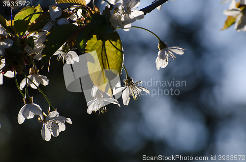 Image of White cherry blossom closeup