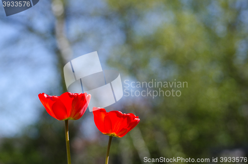 Image of Sunlit red tulips