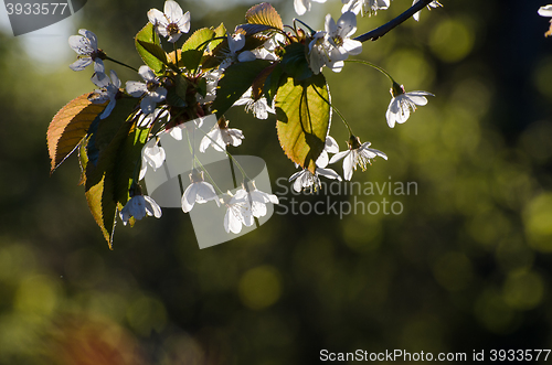 Image of Twig with white cherry blossom