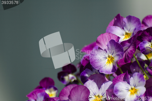 Image of Shiny viol closeup