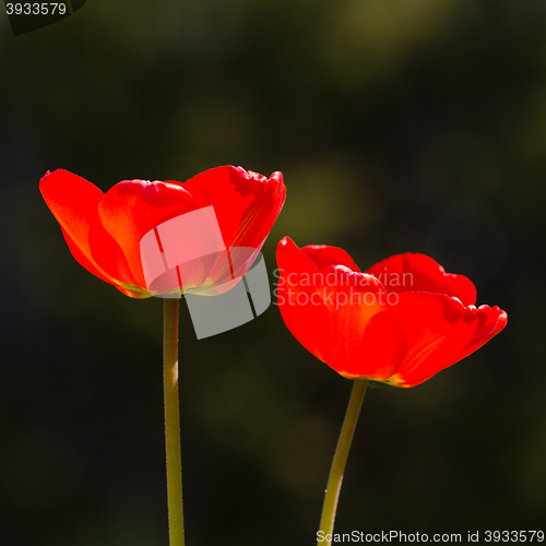 Image of Pair of red shiny tulips