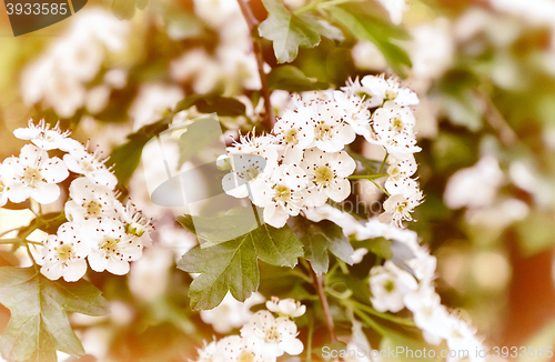 Image of The flowering hawthorn branch on a background of green garden.