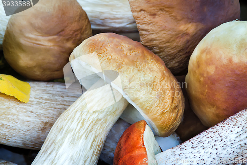 Image of Beautiful mushrooms on the grass in the forest.