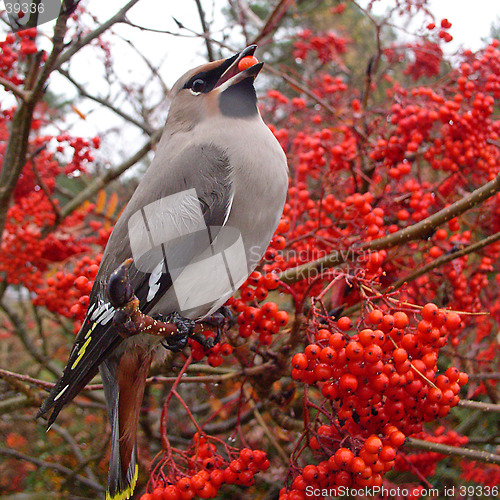 Image of Waxwing