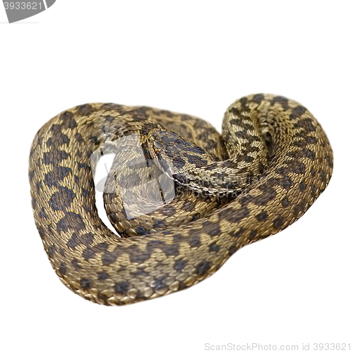 Image of isolated european meadow adder