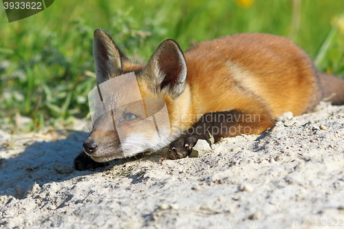 Image of lazy fox