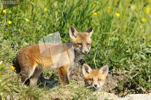 Image of european fox cubs outside the burrow