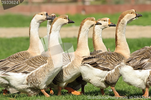 Image of flock of domestic geese
