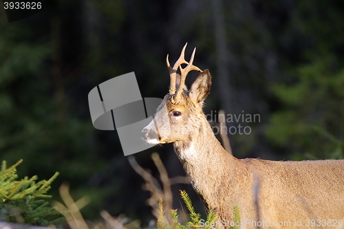 Image of portrait of wild roebuck