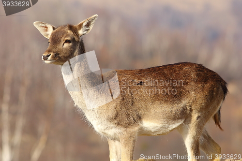 Image of young fallow deer doe