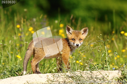 Image of little fox near the den